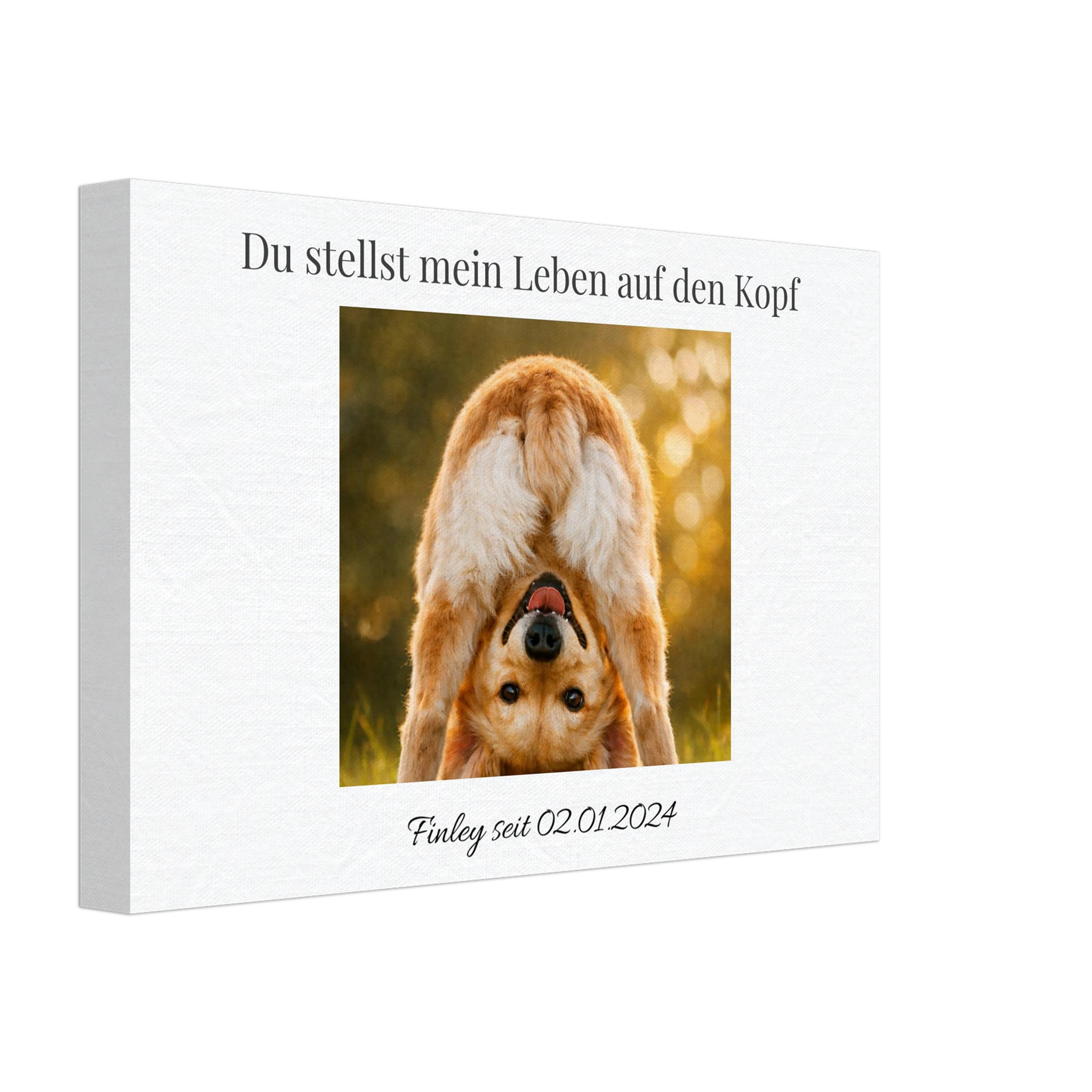 43f004b6-6a20-4af8-b25c-62d53e947d9d