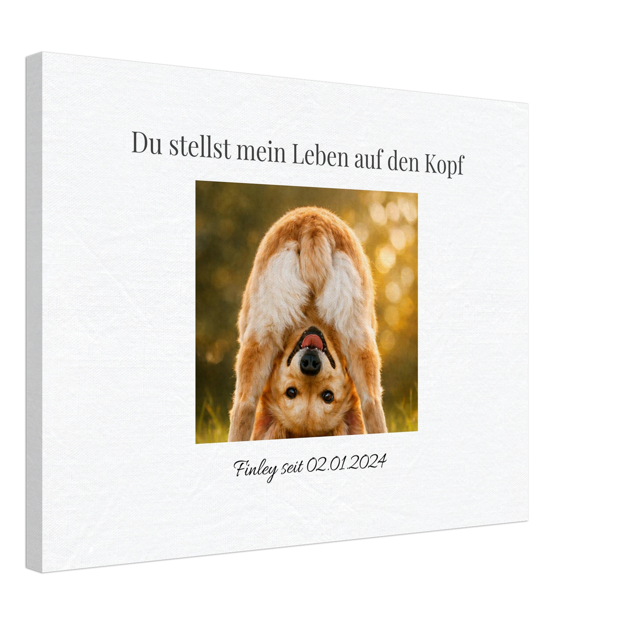 732458c5-316a-4d1d-80b6-270c6aec32d1